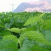 DNJ2%–20% ；Mulberry Leaf P.E.;Flavones6% 
